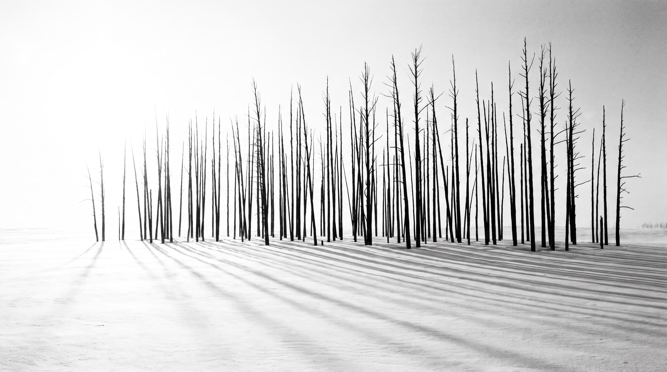 Reihe kahler Winterbäume auf einem Schneefeld, die Stämme als harte schwarze Linien, die Schatten laufen auf den Betrachter zu