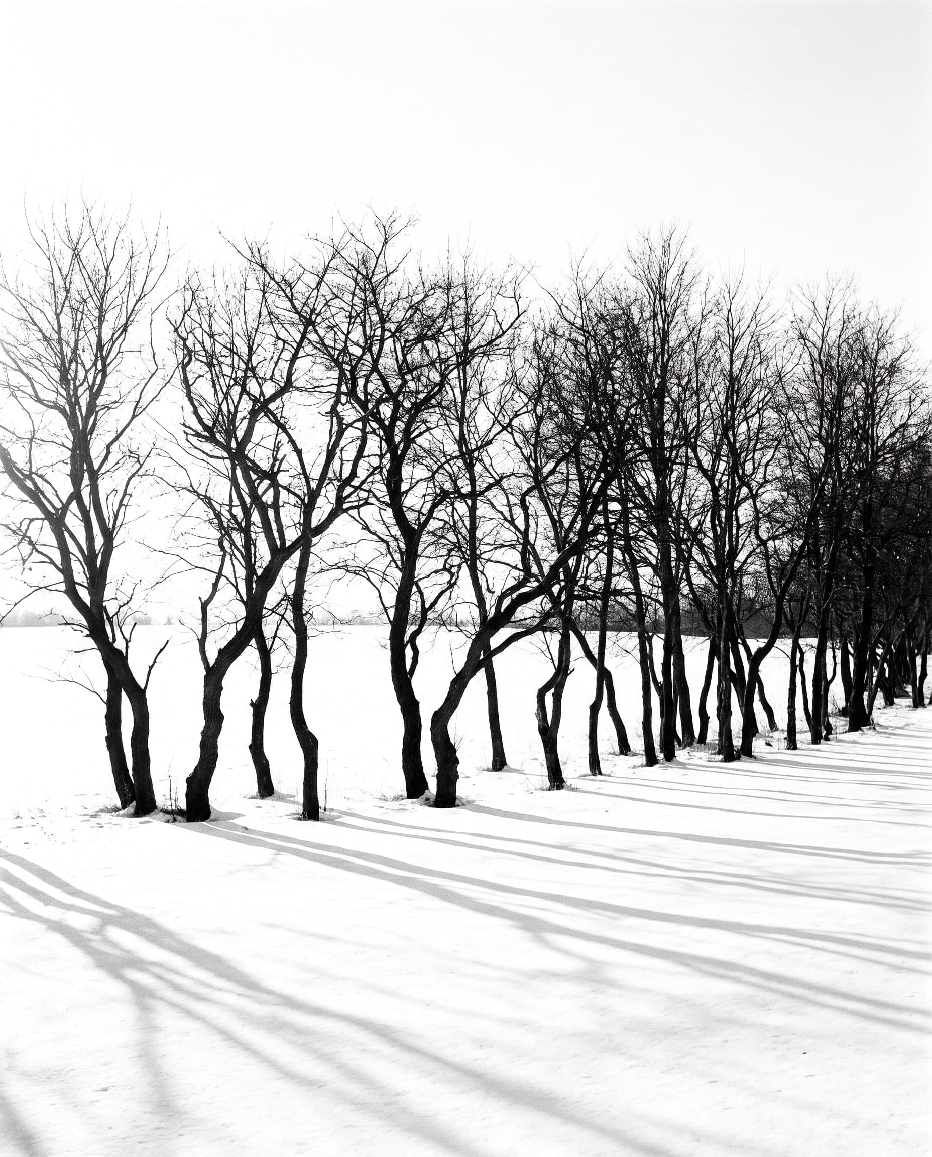 Reihe kahler Winterbäume auf einem Schneefeld, Stämme als harte schwarze Linien, lange Schatten laufen auf den Betrachter zu